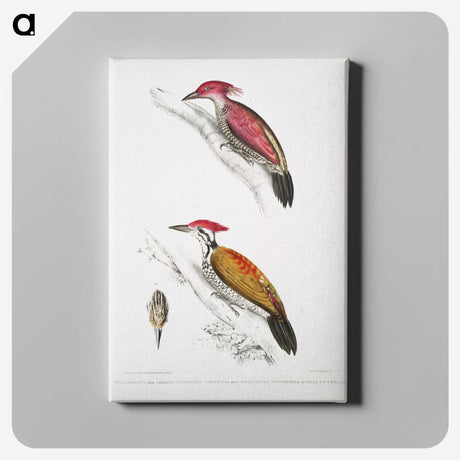 1-75_Indian-Zoology_canvas
