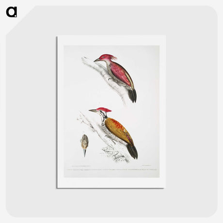 1-75_Indian-Zoology_hagaki