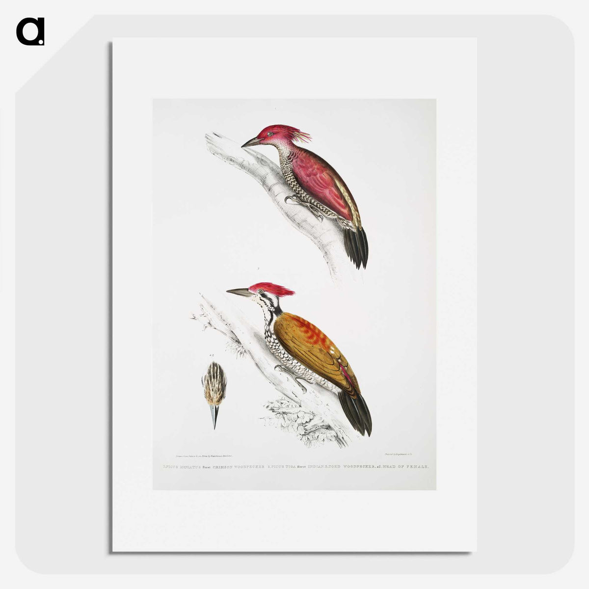 1-75_Indian-Zoology_picture