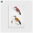 1-75_Indian-Zoology_postcard