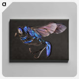 1-75_Insects-Unlocked-Project_canvas