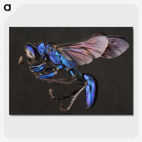1-75_Insects-Unlocked-Project_picture-crop