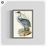 1-75_John-Gould_blk-crop