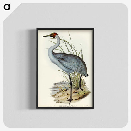 1-75_John-Gould_blk-crop