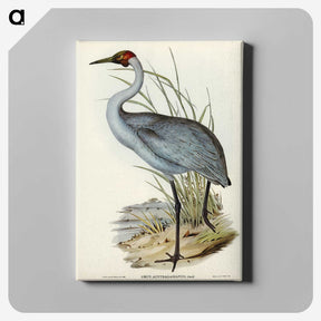 1-75_John-Gould_canvas