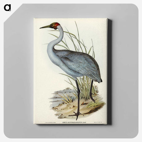 1-75_John-Gould_canvas