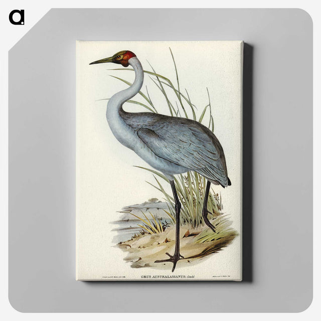 1-75_John-Gould_canvas