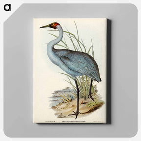 アートパネル-Australian Crane
 - ジョン グールド Canvas.
