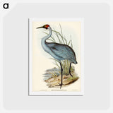 アートポストカード-Australian Crane
 - ジョン グールド Postcard.