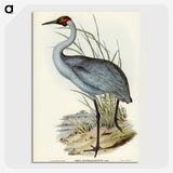 1-75_John-Gould_picture-crop