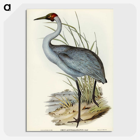 1-75_John-Gould_picture-crop