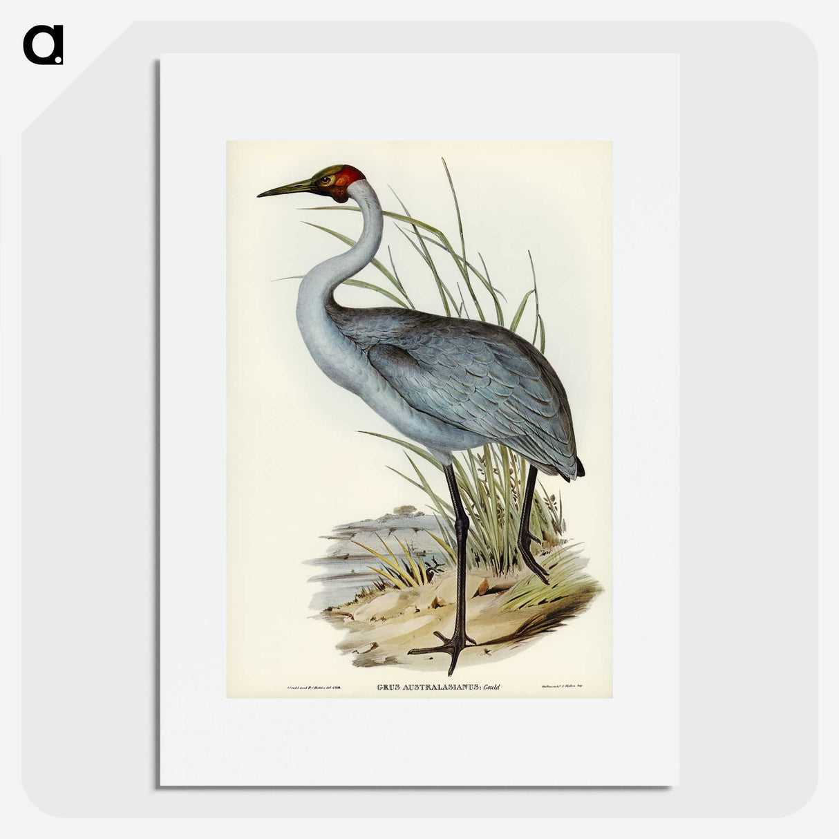 1-75_John-Gould_picture