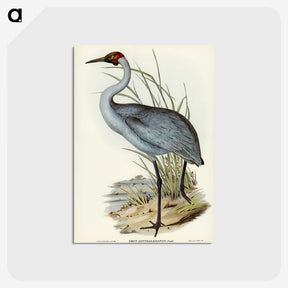 1-75_John-Gould_postcard