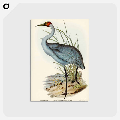アートポストカード-Australian Crane
 - ジョン グールド Postcard.