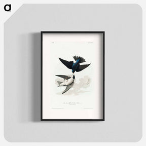 アートポスター-White-bellied Swallow
 - ジョン ジェームス オーデュボン Poster.