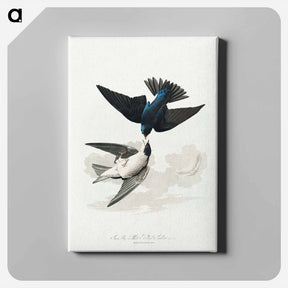 アートパネル-White-bellied Swallow
 - ジョン ジェームス オーデュボン Canvas.