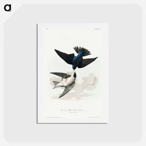 アートポストカード-White-bellied Swallow
 - ジョン ジェームス オーデュボン Postcard.