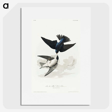 1-75_John-James-Audubon_picture