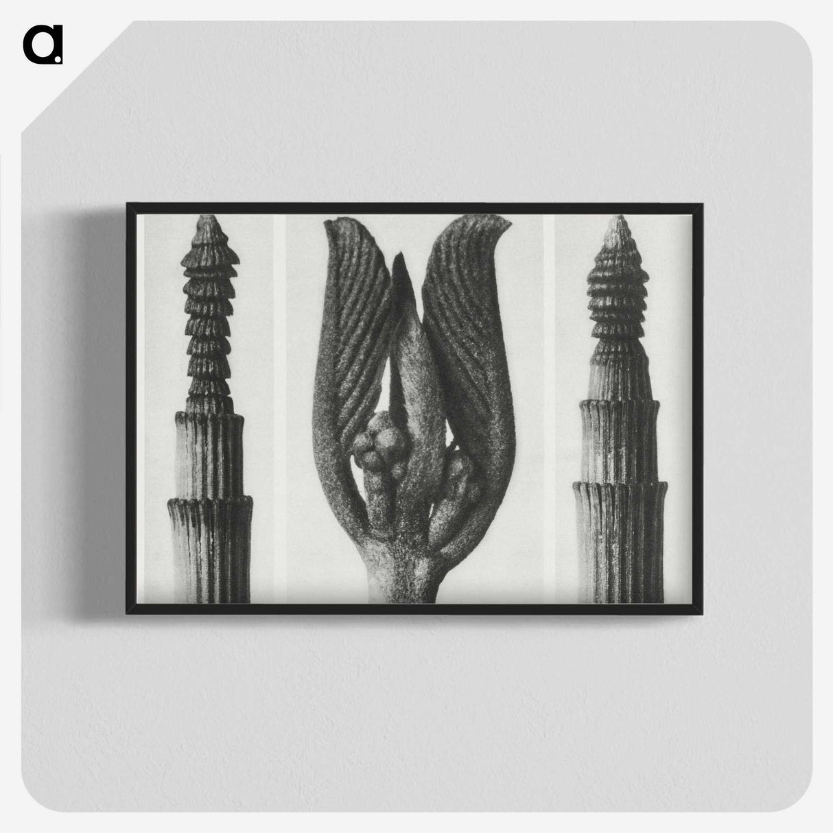 1-75_Karl-Blossfeldt_blk-crop