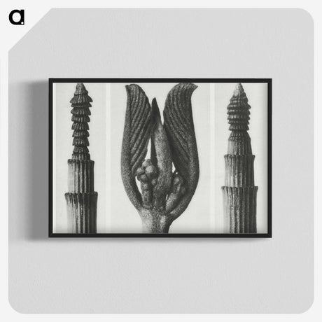 1-75_Karl-Blossfeldt_blk-crop
