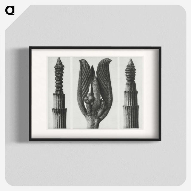 1-75_Karl-Blossfeldt_blk