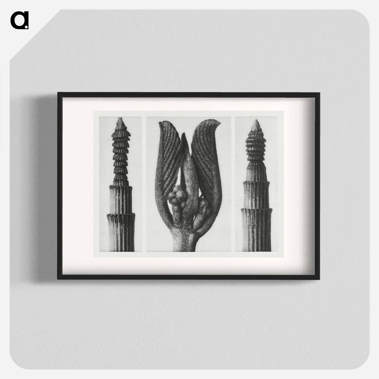 Equisetum Hiemale (Winter Horsetail) enlarged 10 times, Rhamnus Purshiana (Californian Bearberry) enlarged 25 times, and Equisetum Hiemale (Winter Horsetail) enlarged 10 times from Urformen der Kunst - Karl Blossfeldt Poster.