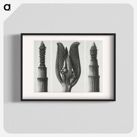 アートポスター-Equisetum Hiemale (Winter Horsetail) enlarged 10 times, Rhamnus Purshiana (Californian Bearberry) enlarged 25 times, and Equisetum Hiemale (Winter Horsetail) enlarged 10 times from Urformen der Kunst - カール ブロスフェルト Poster.