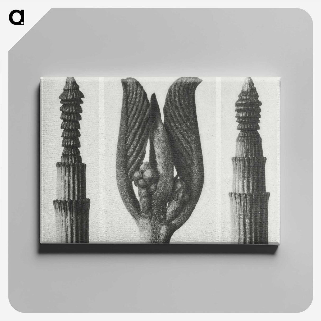 1-75_Karl-Blossfeldt_canvas
