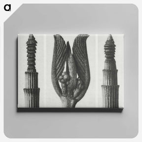 1-75_Karl-Blossfeldt_canvas