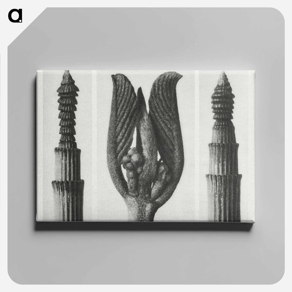 Equisetum Hiemale (Winter Horsetail) enlarged 10 times, Rhamnus Purshiana (Californian Bearberry) enlarged 25 times, and Equisetum Hiemale (Winter Horsetail) enlarged 10 times from Urformen der Kunst - Karl Blossfeldt Canvas.