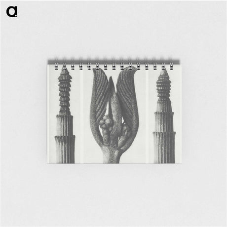 1-75_Karl-Blossfeldt_memo