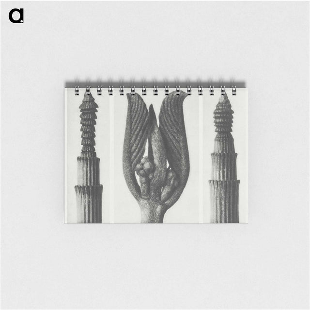 1-75_Karl-Blossfeldt_memo