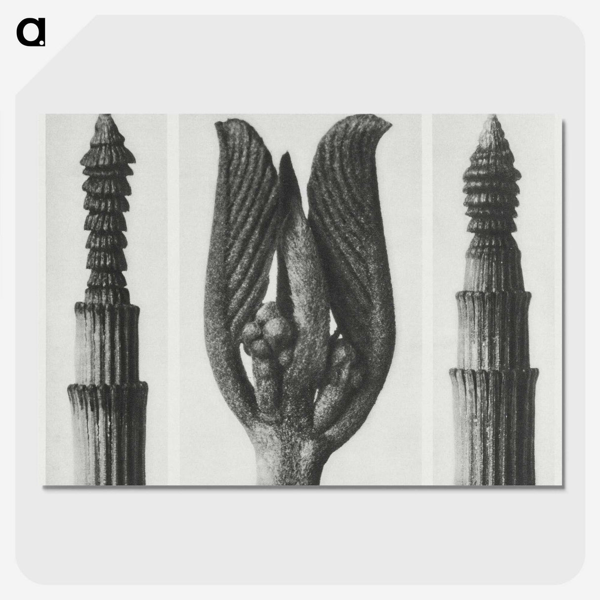 1-75_Karl-Blossfeldt_picture-crop