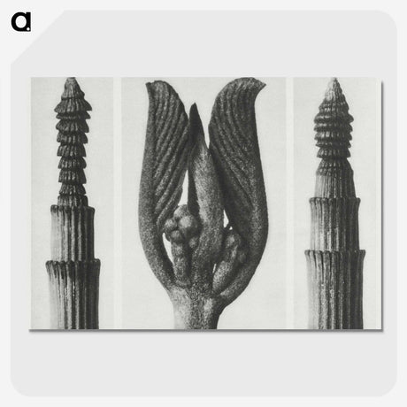 1-75_Karl-Blossfeldt_picture-crop