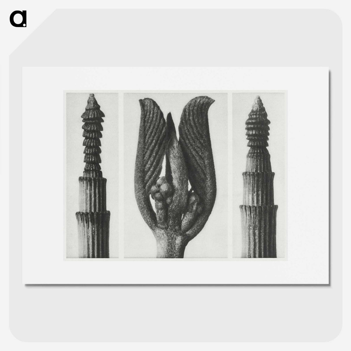 1-75_Karl-Blossfeldt_picture