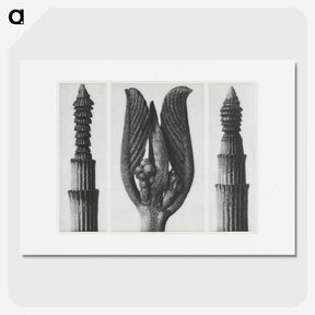 1-75_Karl-Blossfeldt_picture