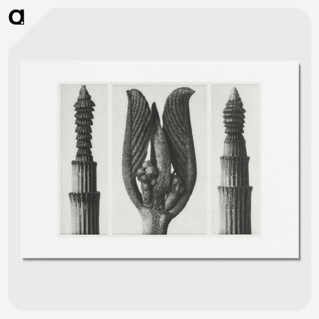 1-75_Karl-Blossfeldt_picture