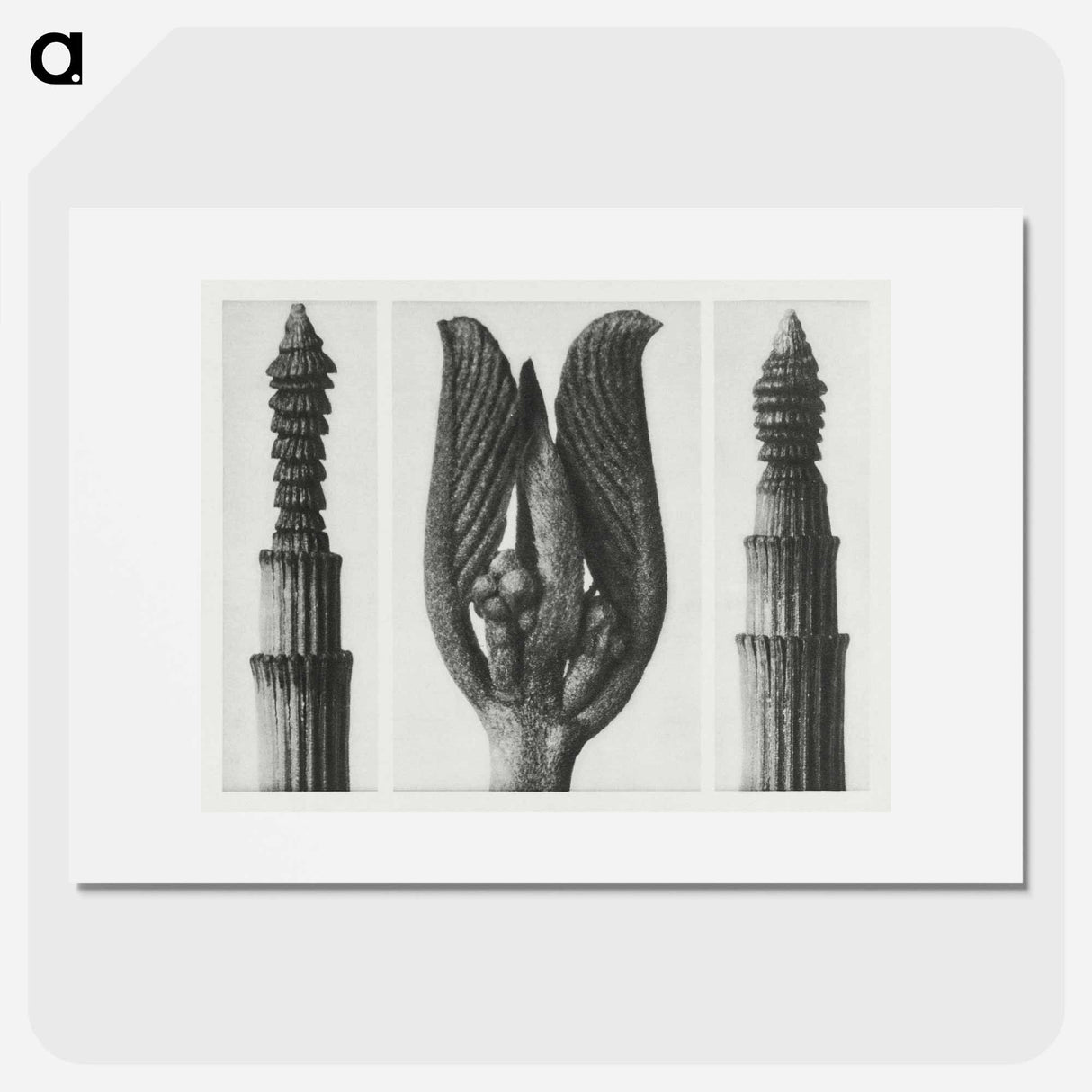 Equisetum Hiemale (Winter Horsetail) enlarged 10 times, Rhamnus Purshiana (Californian Bearberry) enlarged 25 times, and Equisetum Hiemale (Winter Horsetail) enlarged 10 times from Urformen der Kunst - Karl Blossfeldt Poster.