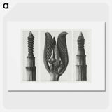 Equisetum Hiemale (Winter Horsetail) enlarged 10 times, Rhamnus Purshiana (Californian Bearberry) enlarged 25 times, and Equisetum Hiemale (Winter Horsetail) enlarged 10 times from Urformen der Kunst - Karl Blossfeldt Poster.