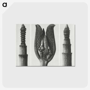 1-75_Karl-Blossfeldt_postcard