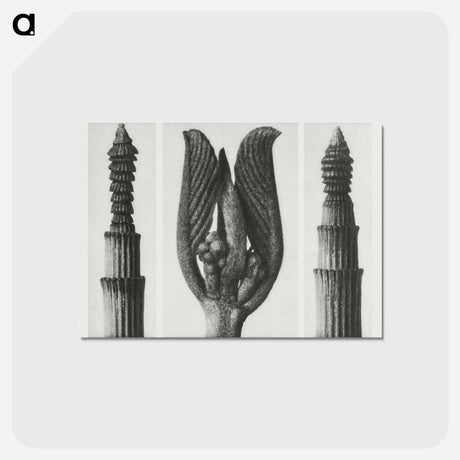アートポストカード-Equisetum Hiemale (Winter Horsetail) enlarged 10 times, Rhamnus Purshiana (Californian Bearberry) enlarged 25 times, and Equisetum Hiemale (Winter Horsetail) enlarged 10 times from Urformen der Kunst - カール ブロスフェルト Postcard.