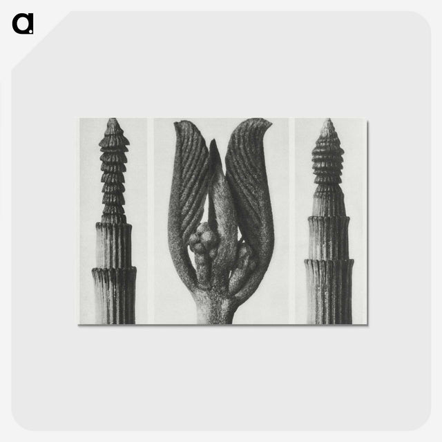 1-75_Karl-Blossfeldt_postcard