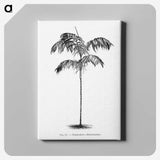 1-75_Les-Palmiers-Histoire-Iconographique_canvas