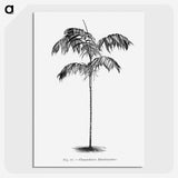 1-75_Les-Palmiers-Histoire-Iconographique_picture-crop