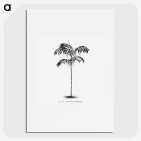 1-75_Les-Palmiers-Histoire-Iconographique_picture
