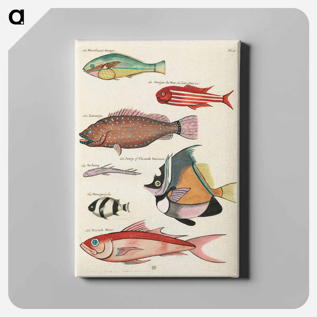 アートパネル-Moluccan Fishes
 - ルイ ルナール Canvas.