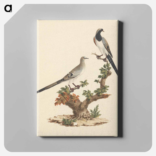アートパネル-Namaqua Dove
 - ルイージ バルガーニ Canvas.