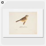 1-75_Magnus-von-Wright_picture