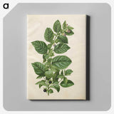 1-75_Maria-Sibylla-Merian_canvas