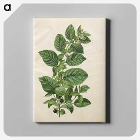 1-75_Maria-Sibylla-Merian_canvas